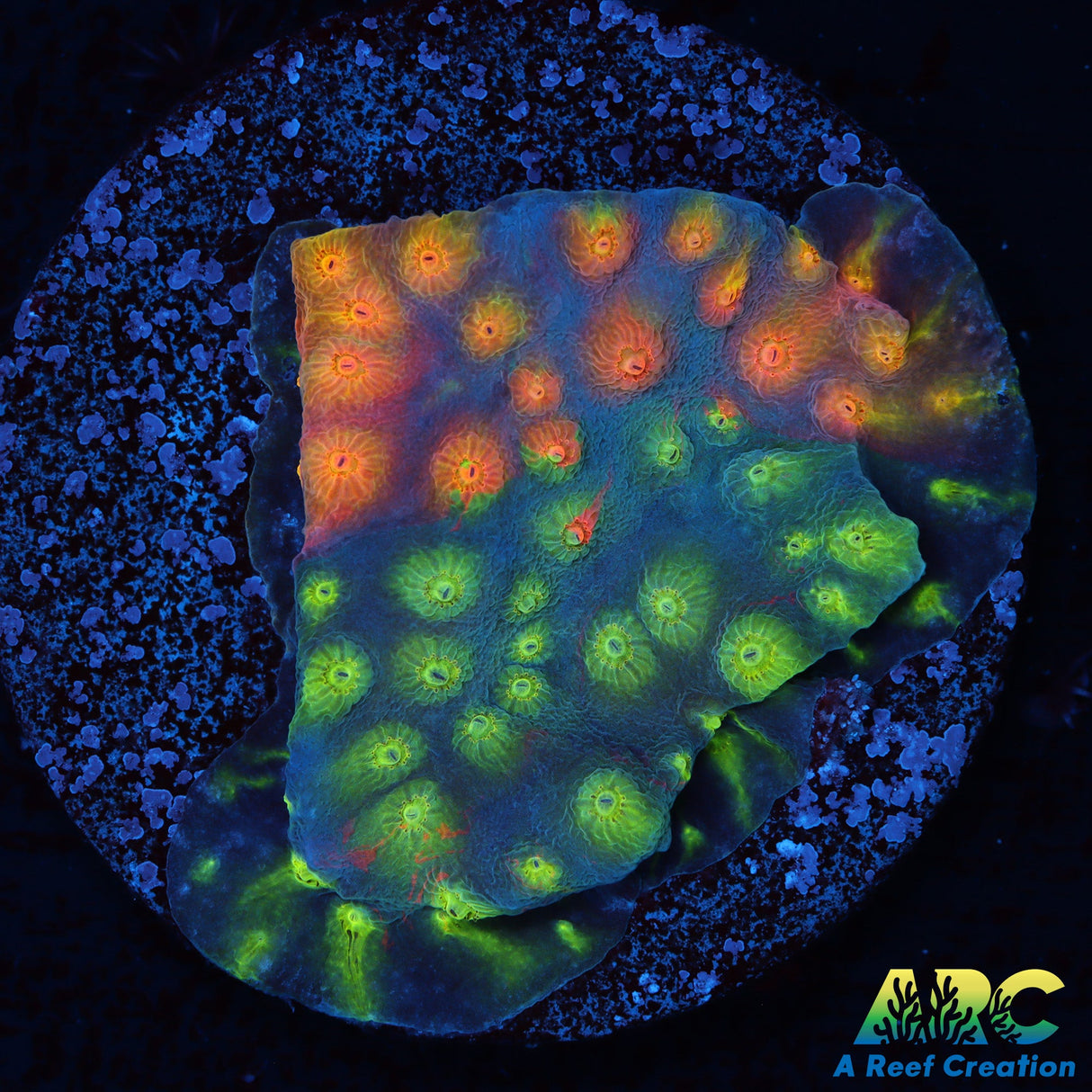 ARC Monets Madness Cyphastrea