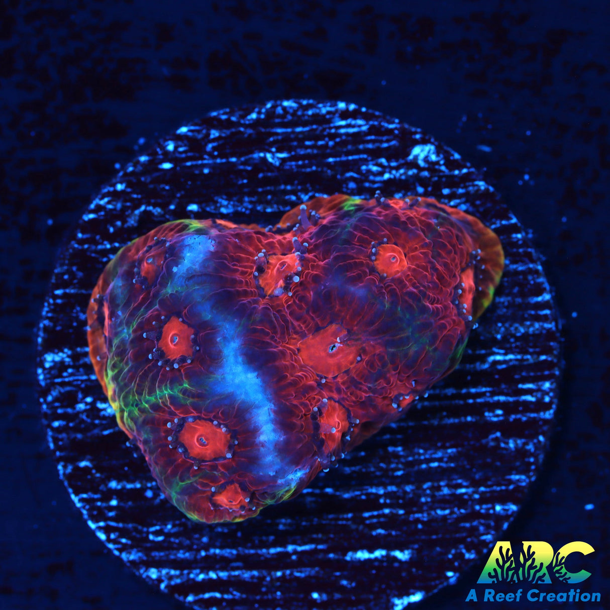 ECC Apple Jacks Favia