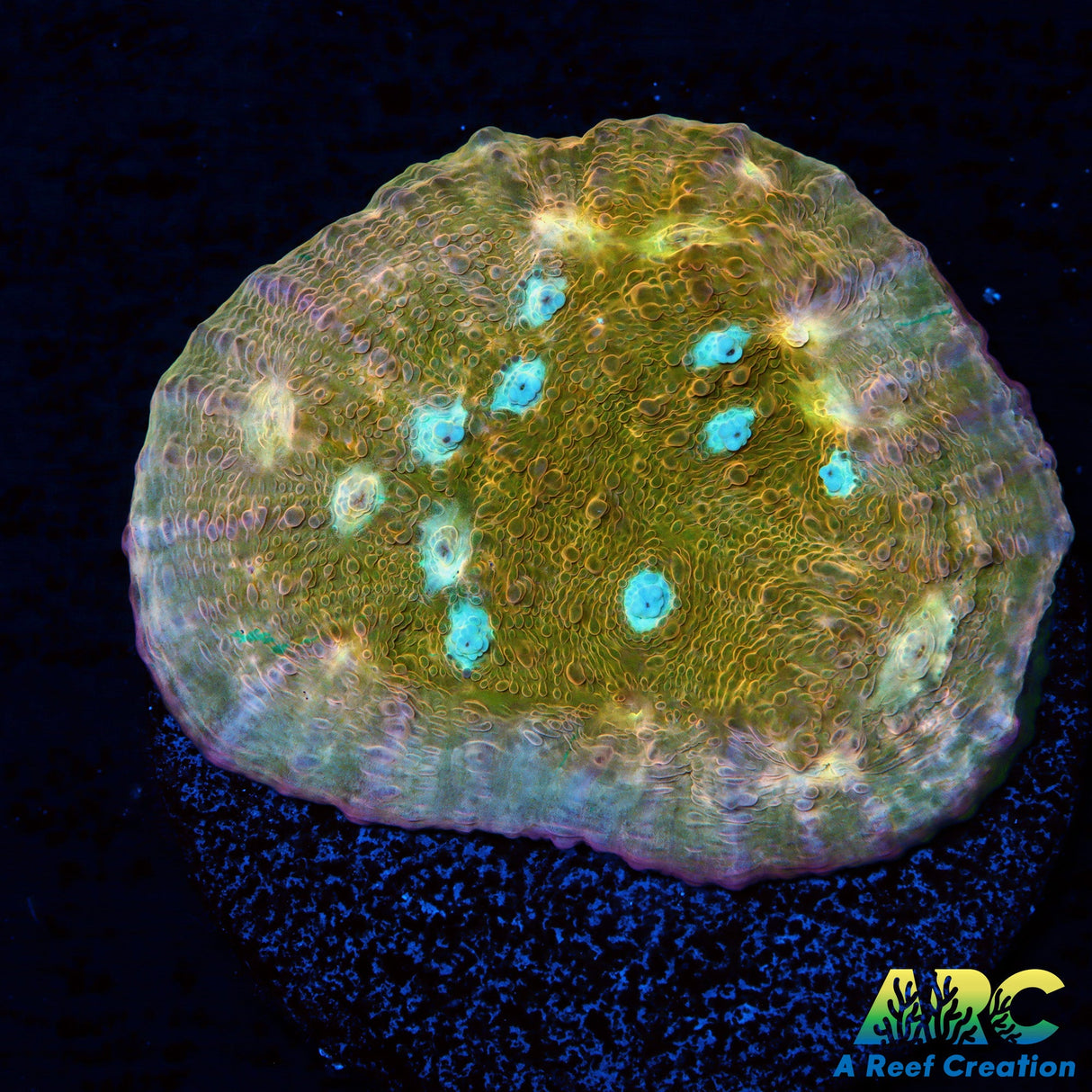 JF Orange Zombie Chalice