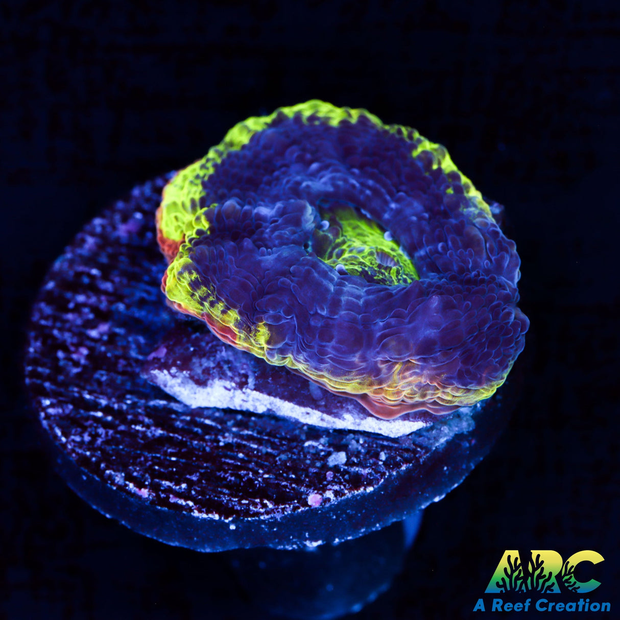 ARC Flaming Bugatti Bower