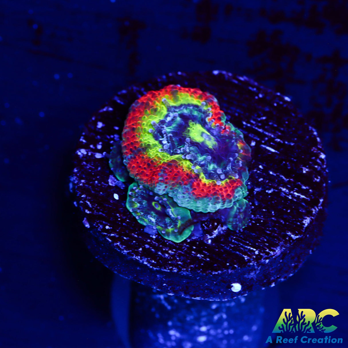 UC Taste the Rainbow Micromussa