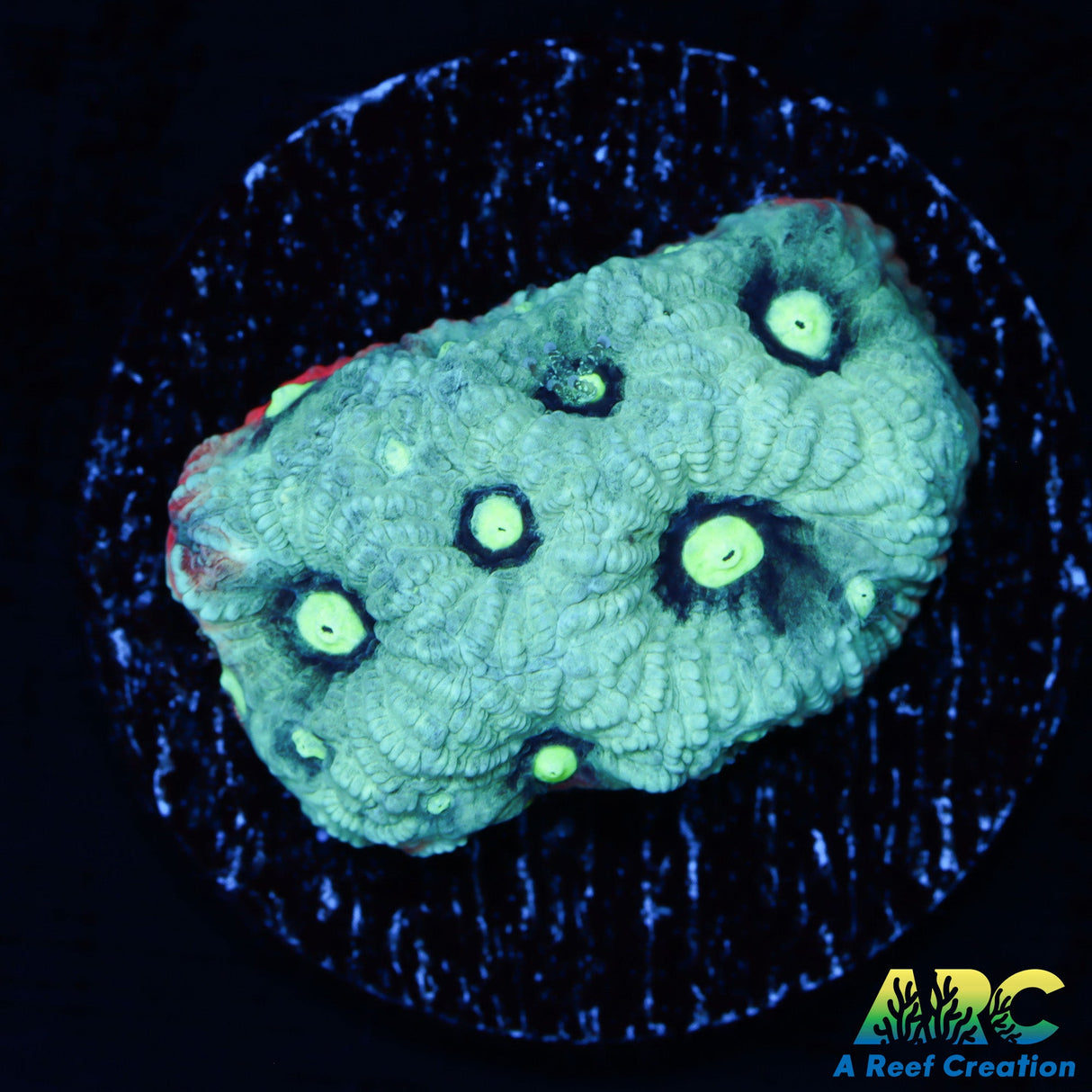 Tyree War and Peace Favities