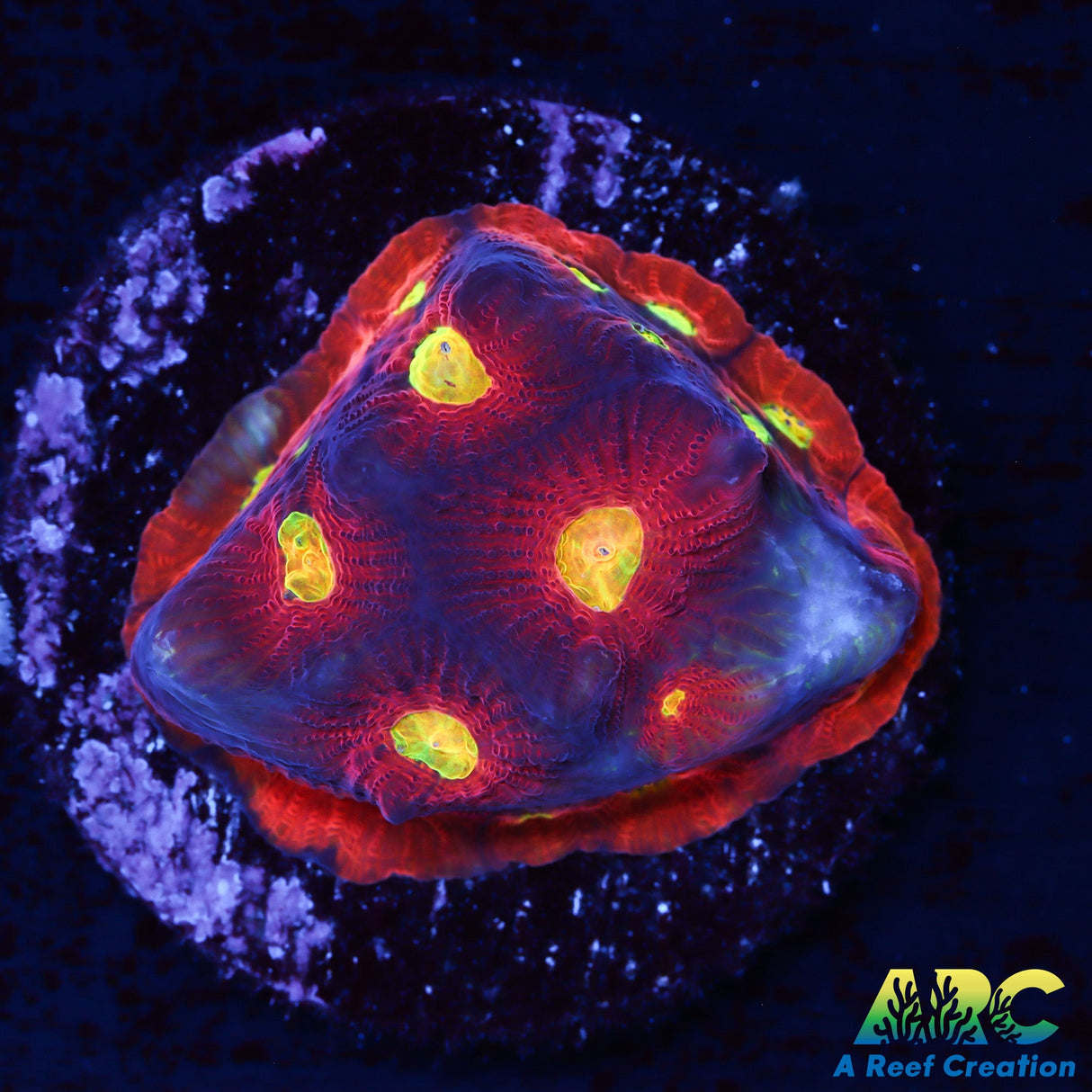 JF Torro Bravo Favia