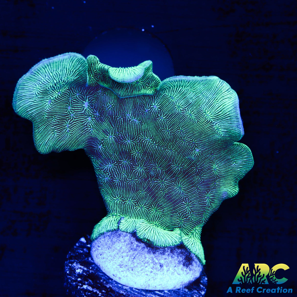 Potato Chip Coral