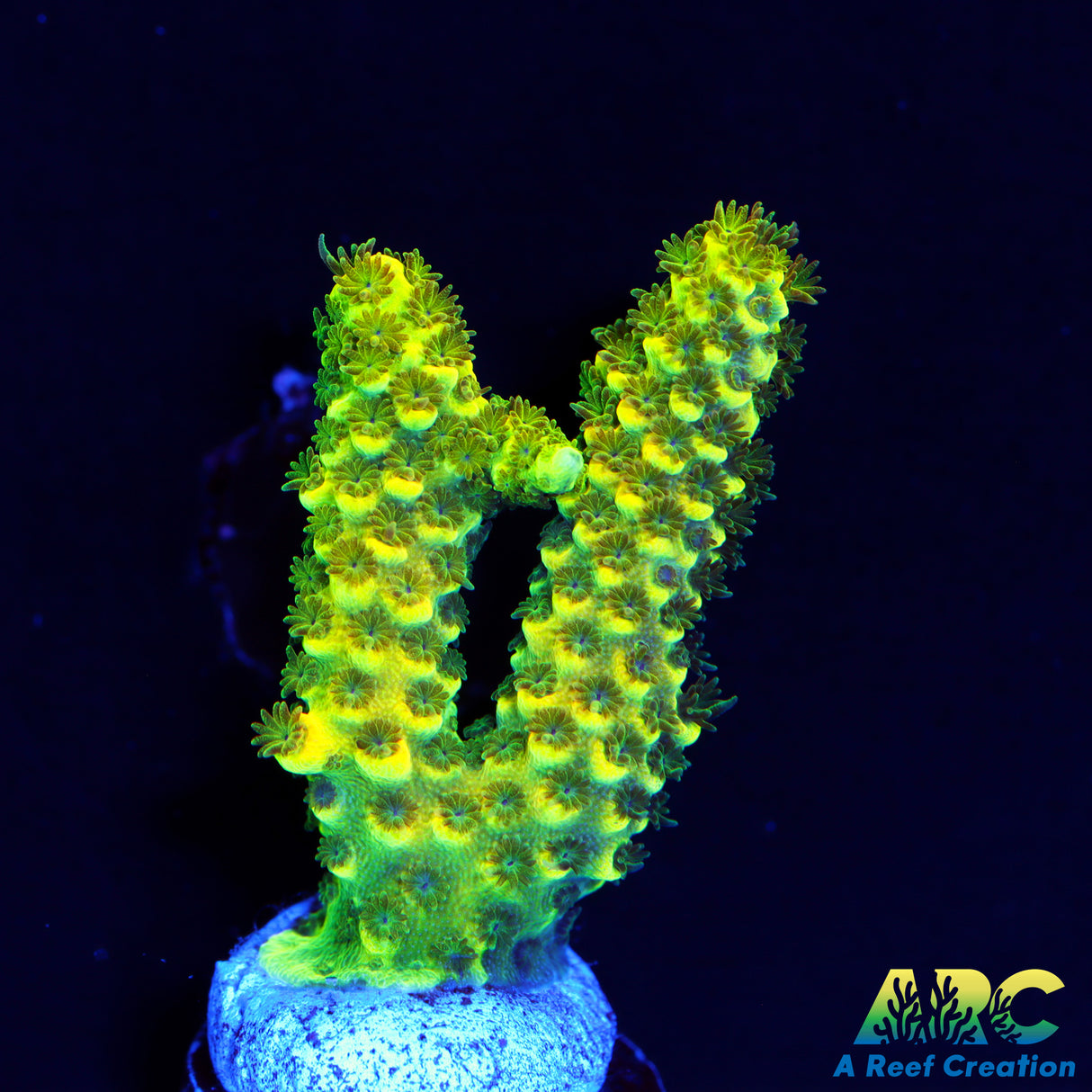 RRC Rainbow Splice Green Side