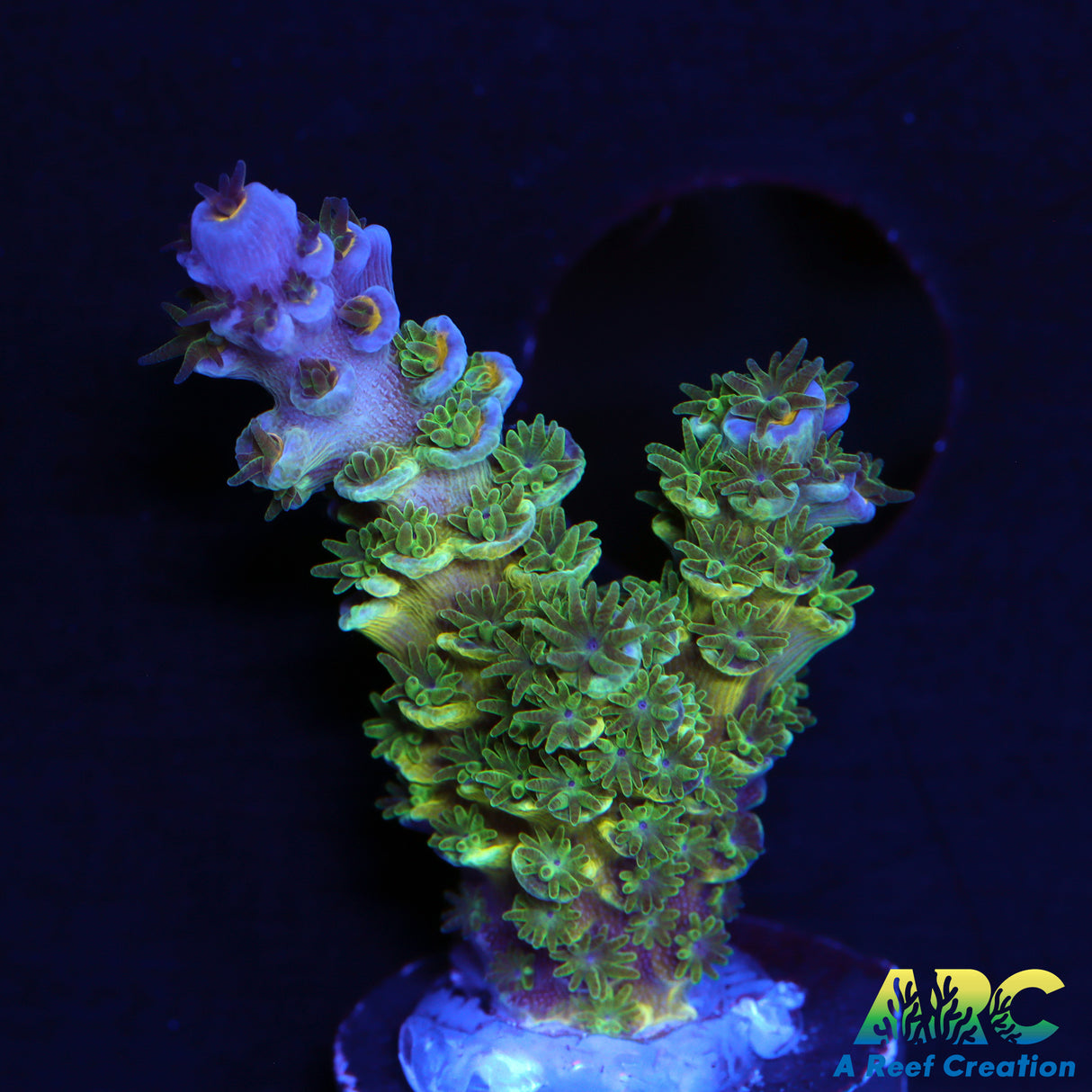 ARC Time Capsule