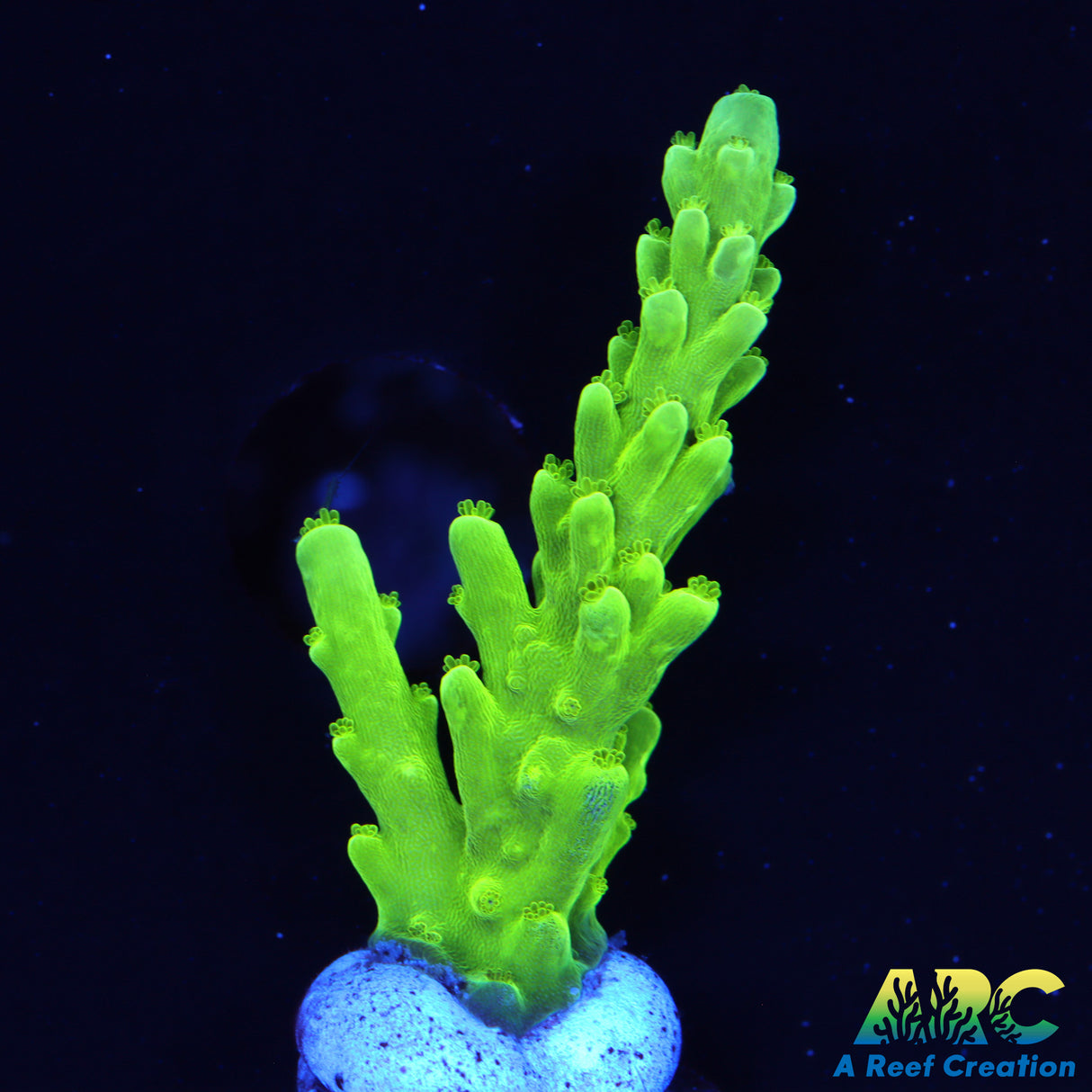 Jake Adams Acropora Florida