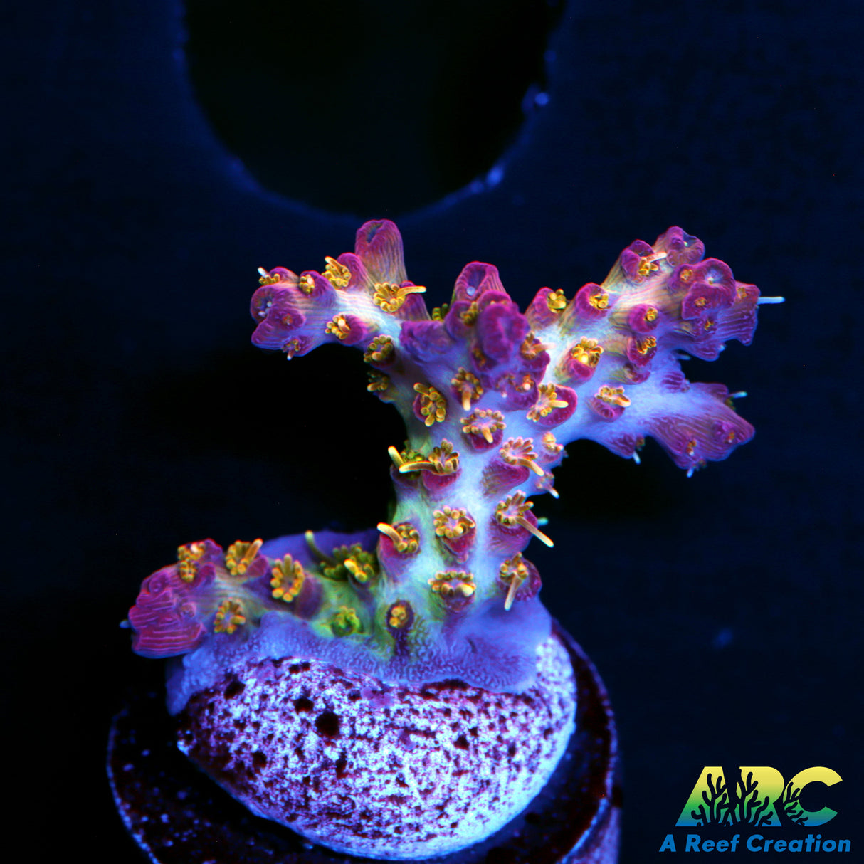 POTO Kingdom Hearts