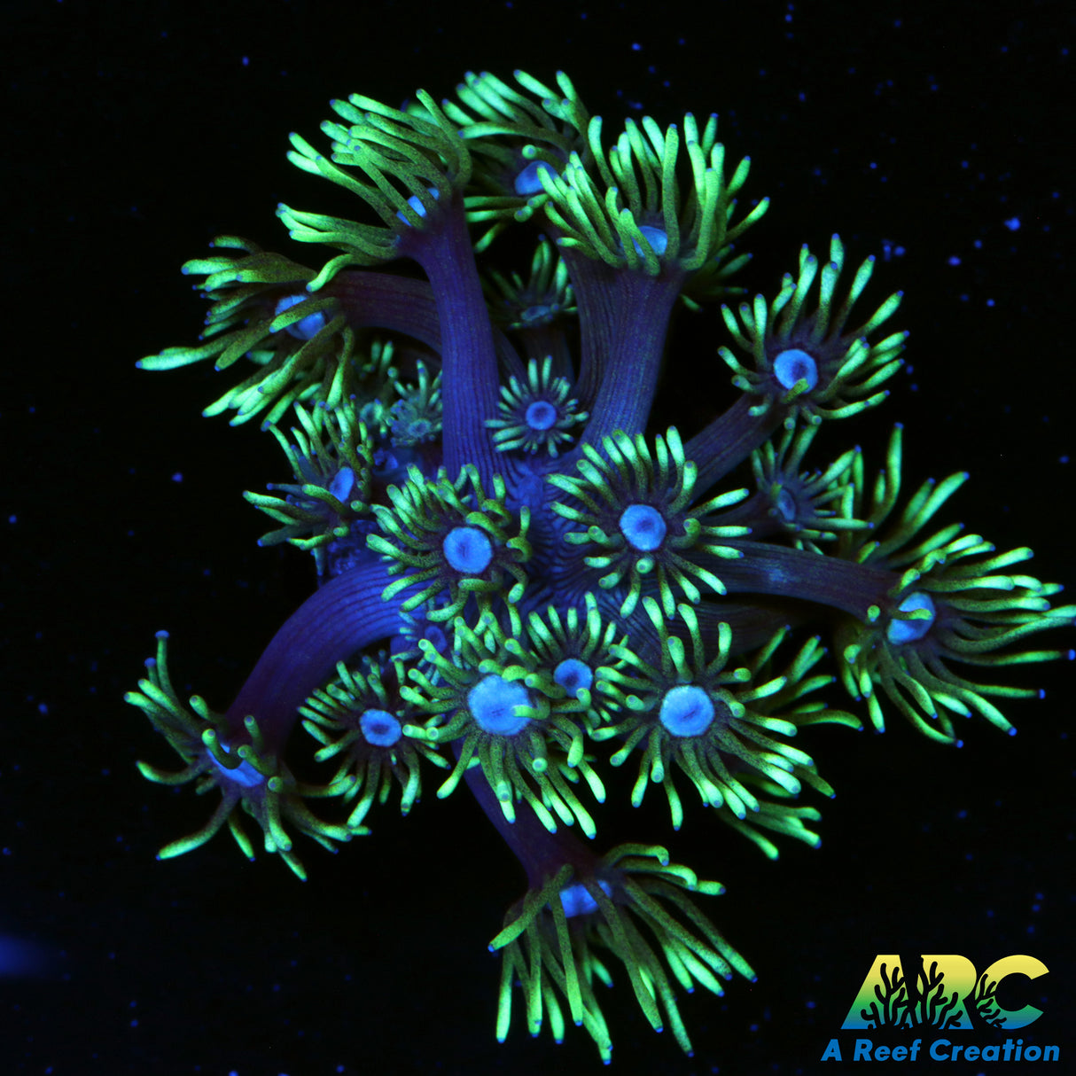 ARC Black Light Goni