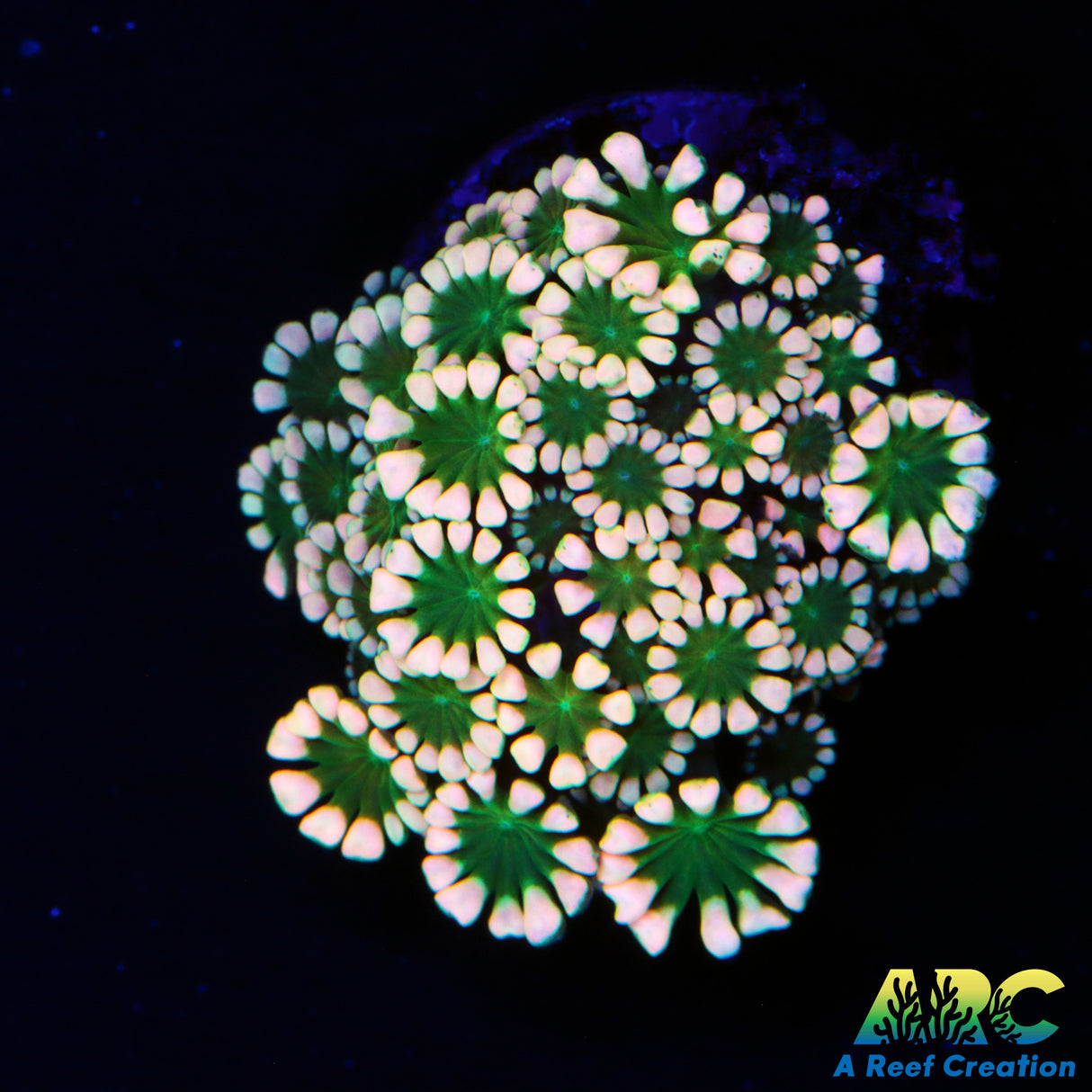 Peach Alveopora