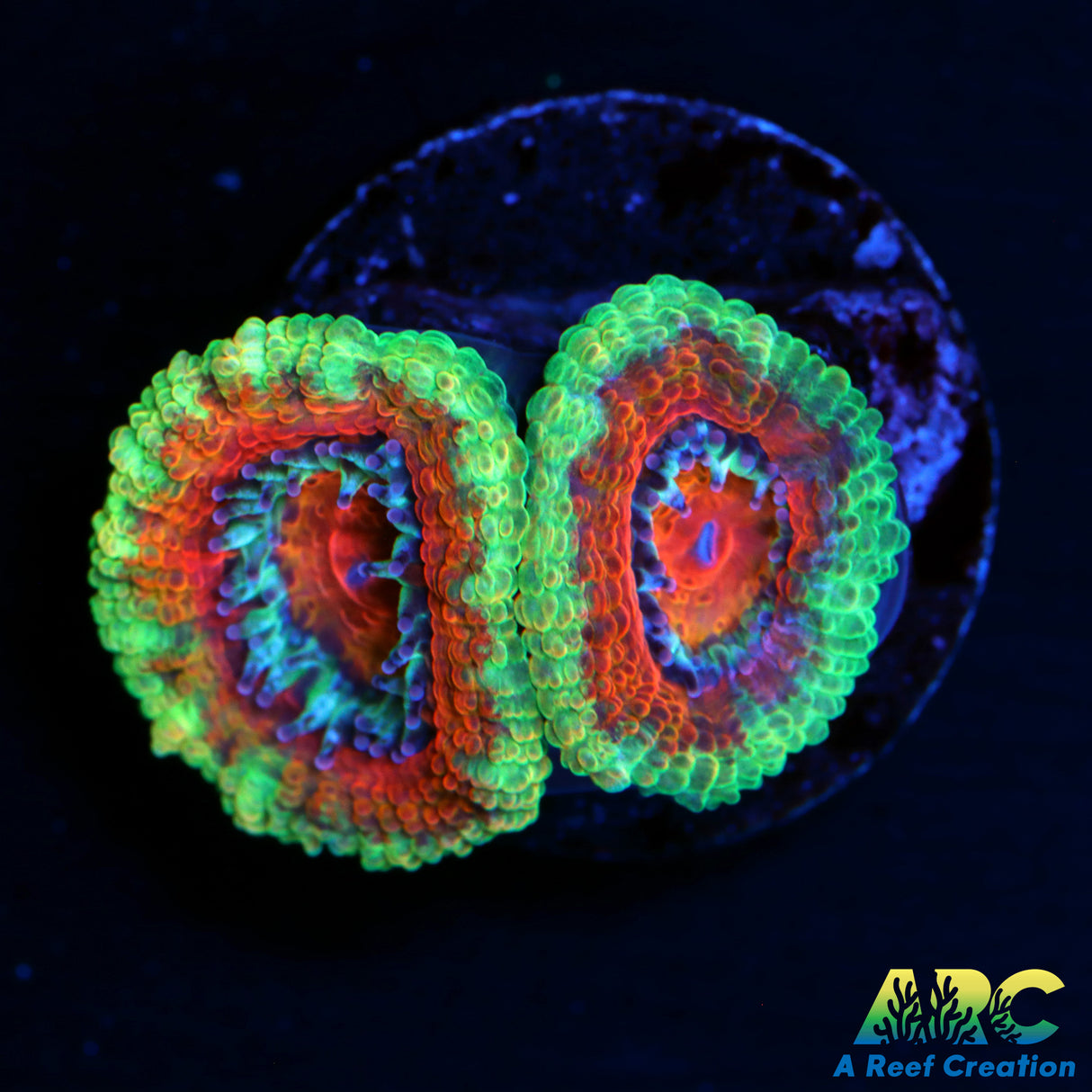 ARC Evil Eye Acan
