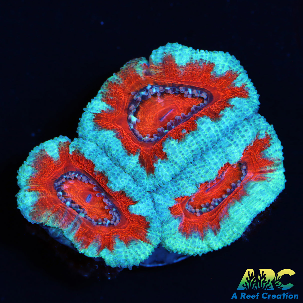 ARC Red and Teal Acan