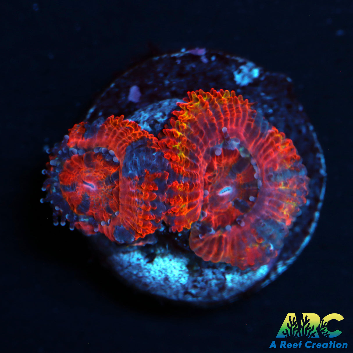 Rainbow Acan
