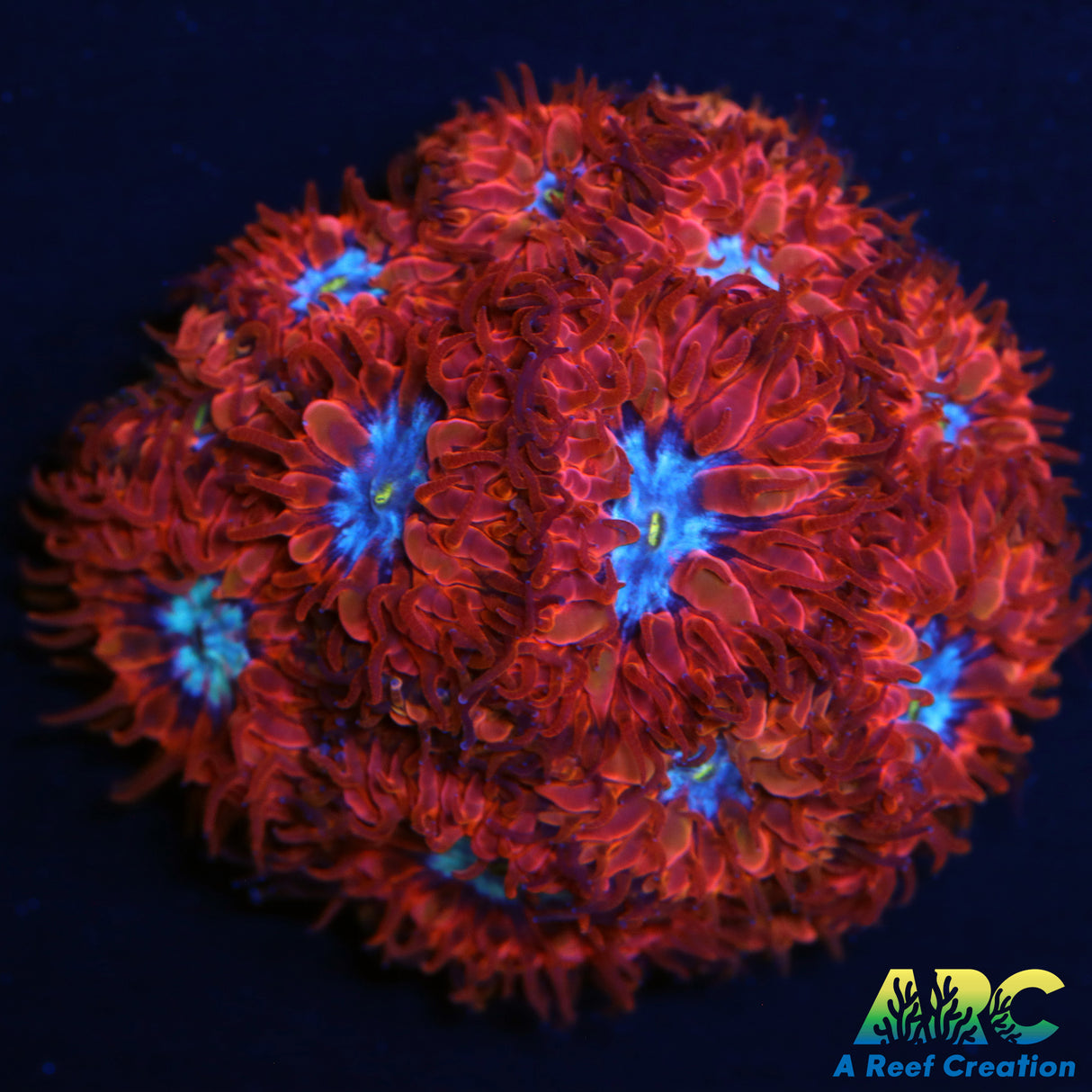 ECC Blue Raven Blasto Merletti