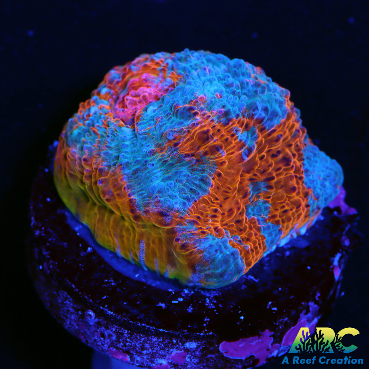 ARC Rainbow Goku Chalice