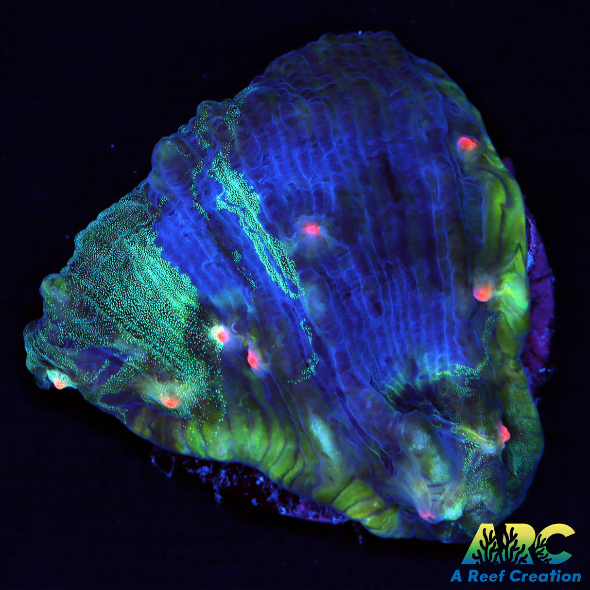 TCK Grafted Eye Candy Chalice