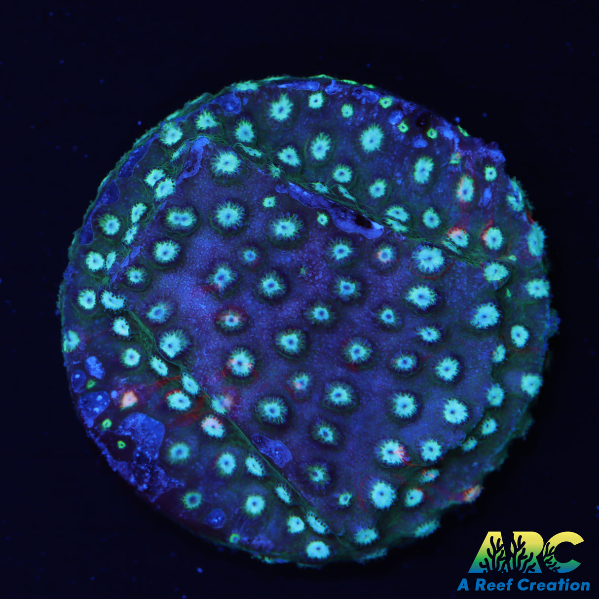JF Fender Bender Cyphastrea