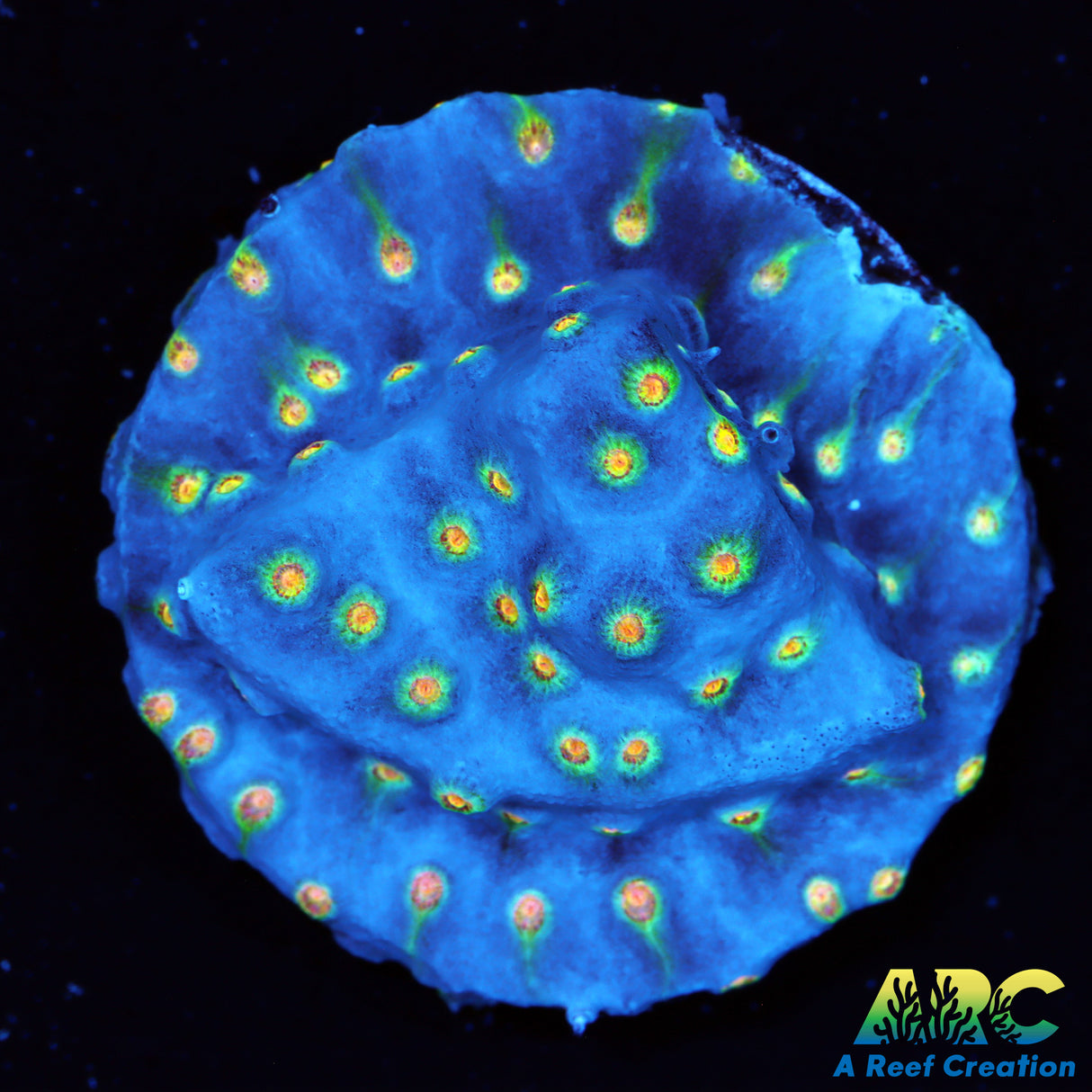 ARC Rick And Mortey Cyphastrea