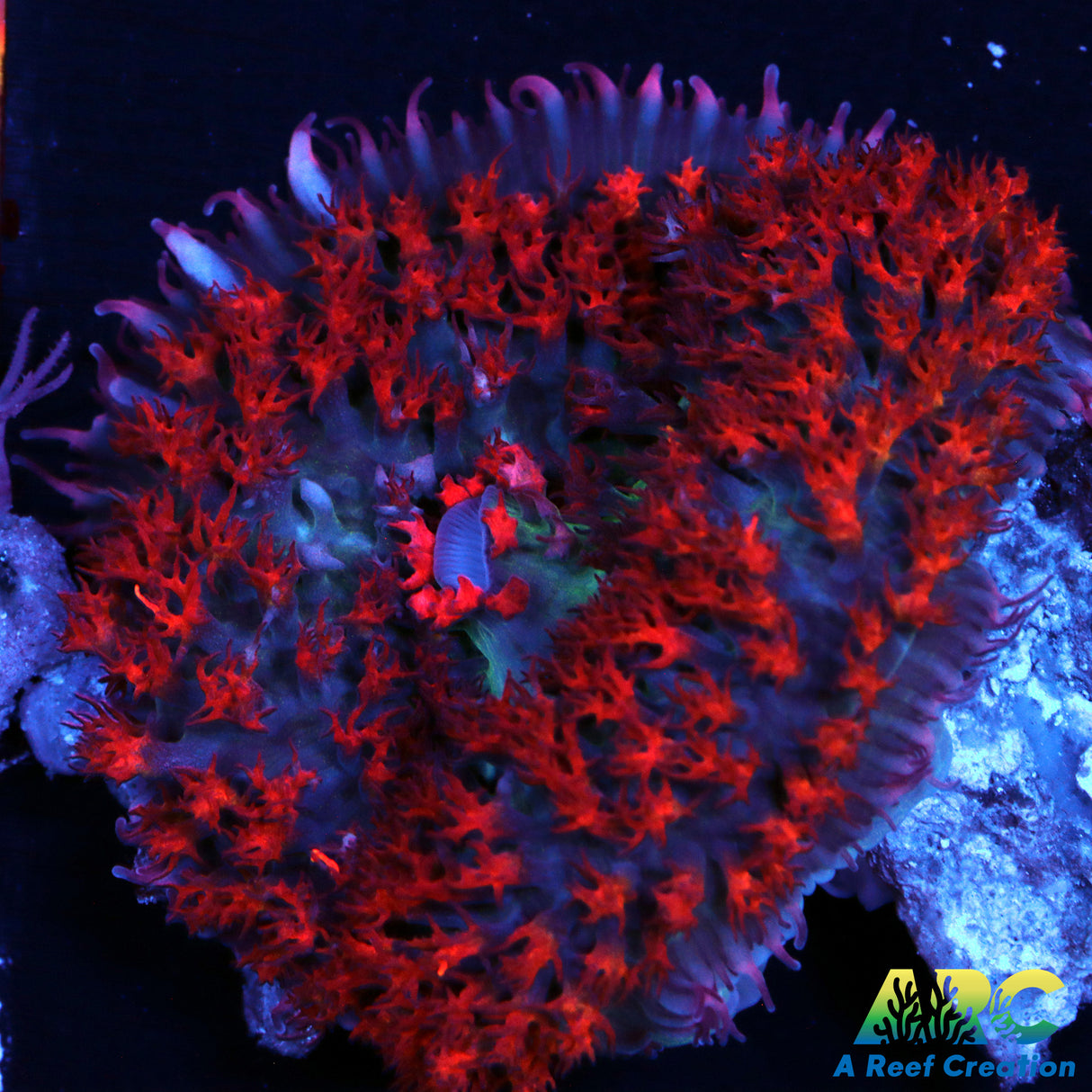 Red St. Thomas Mushroom