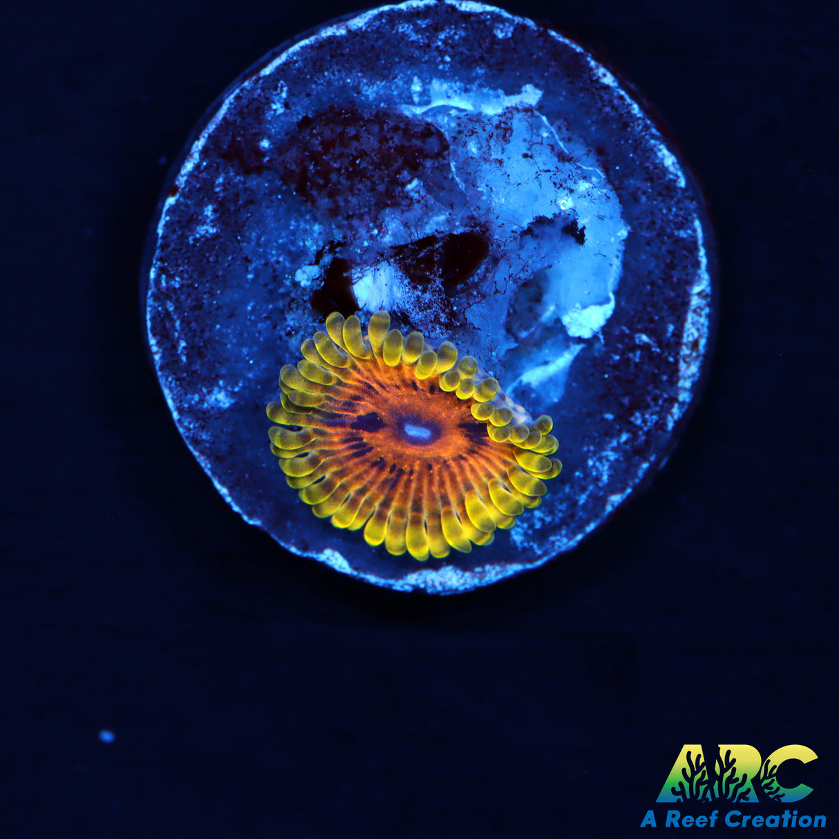 ARC Adonis Zoa