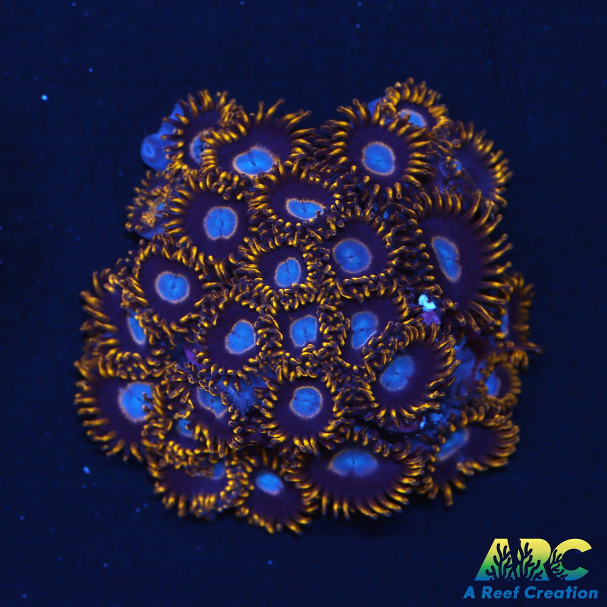 Frozen Hornet Zoas