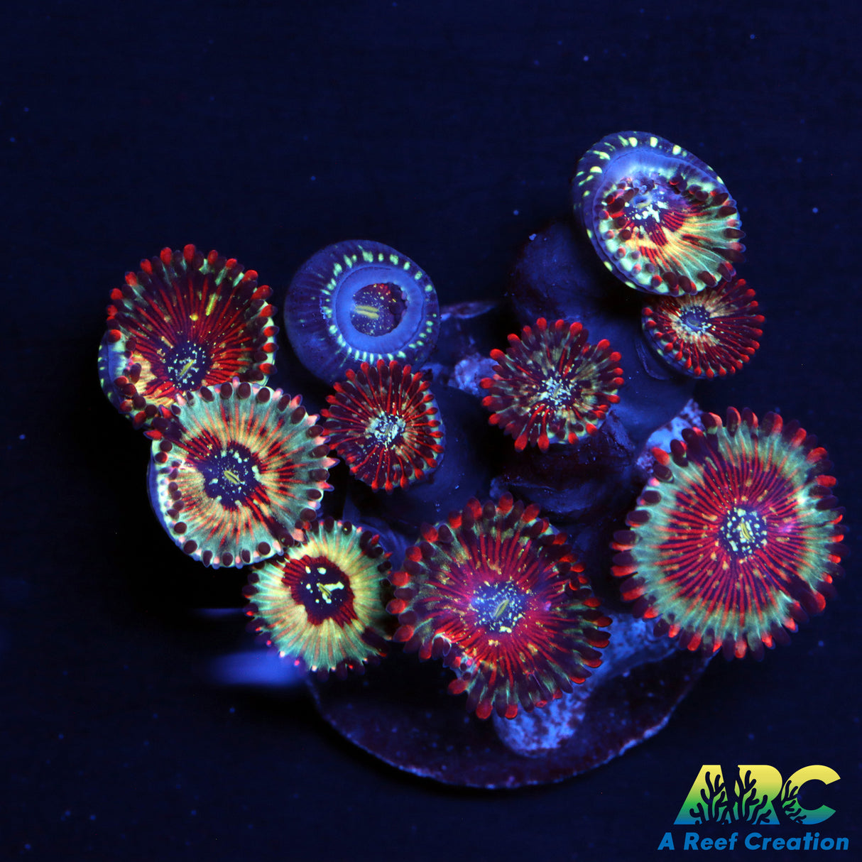 ARC Seductions
