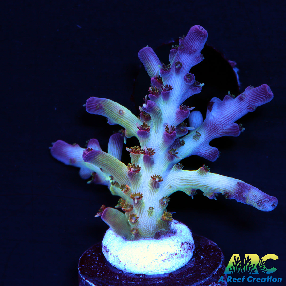 ARC Joe Cool Acro