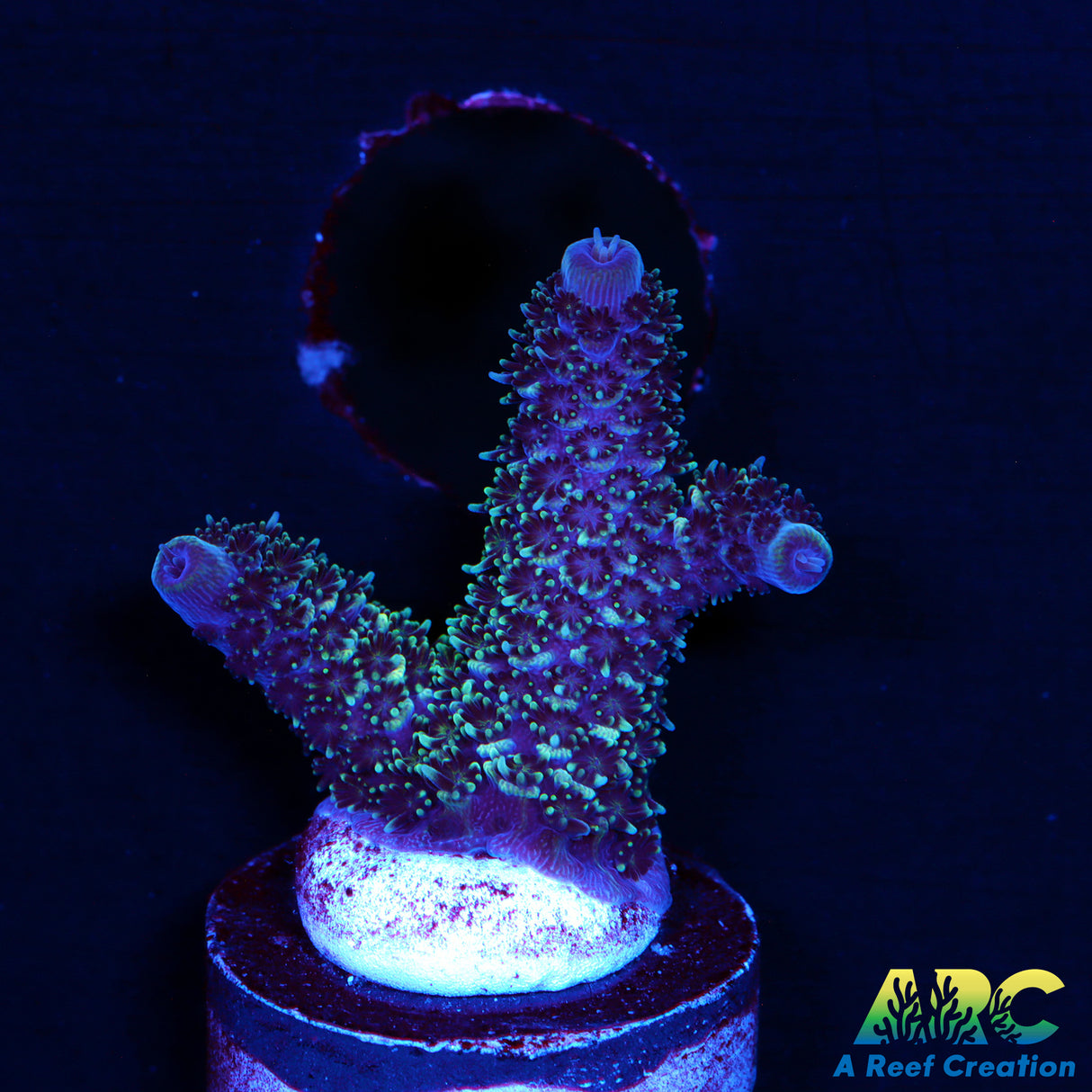 ARC Blue and Green Spath