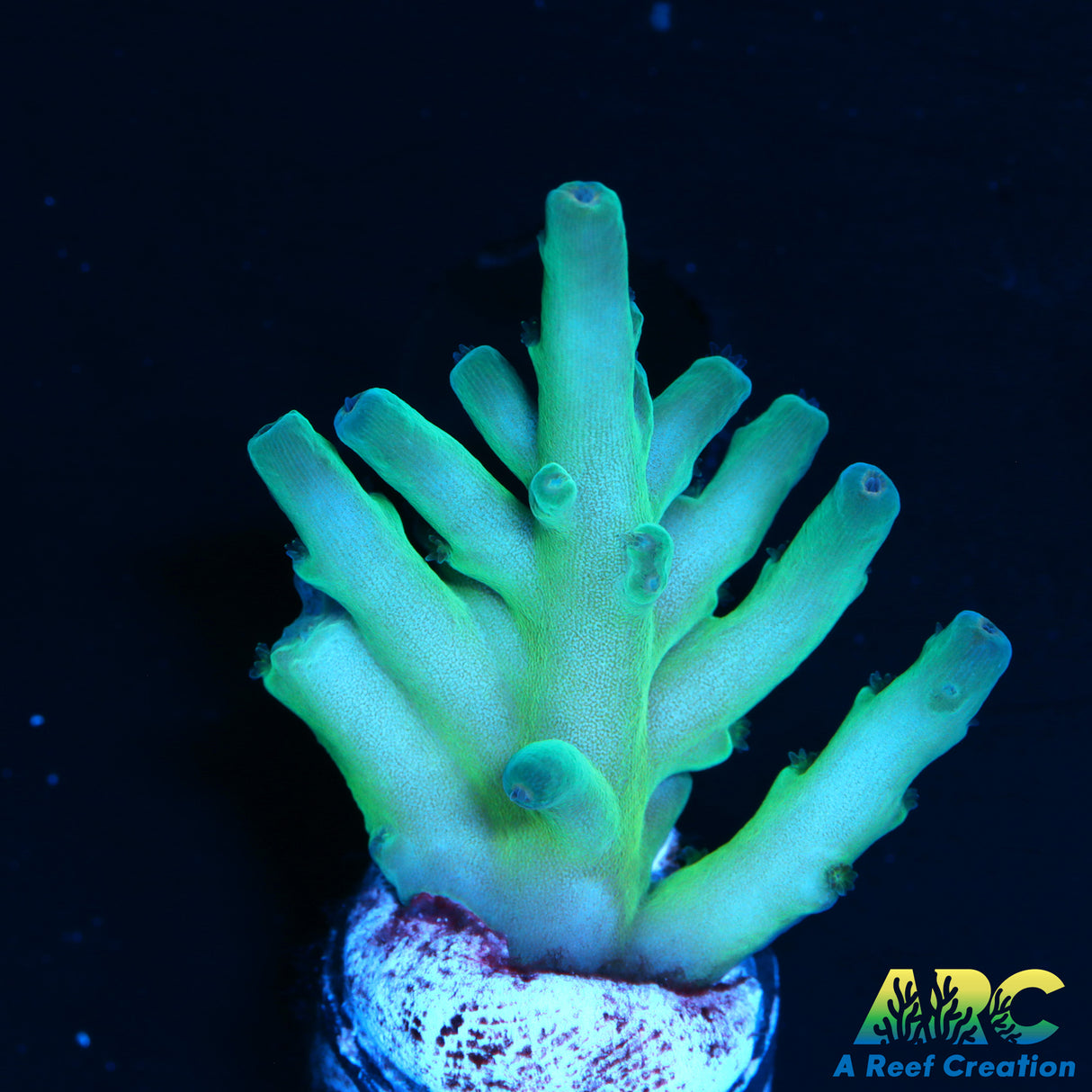 ReefGen Blueberry Fantasy