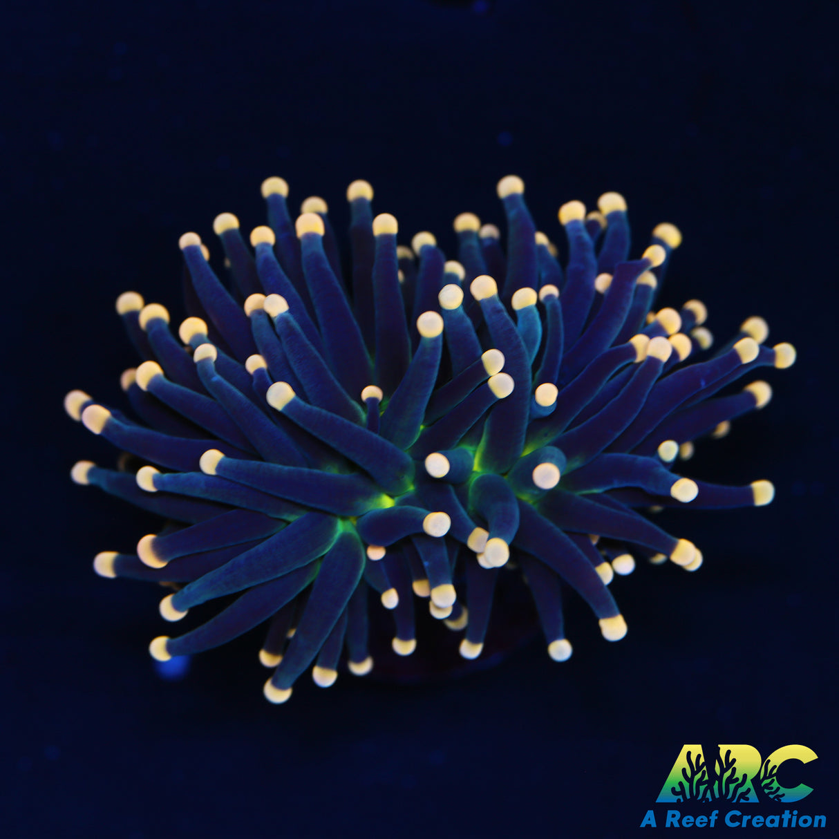 ARC Black Light Torch
