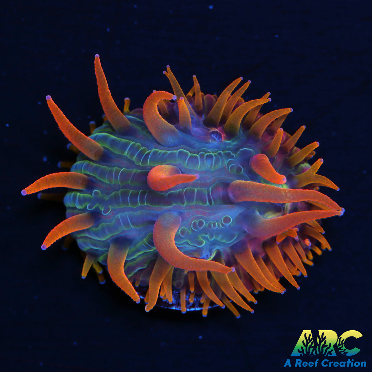 ARC Flaming Hydra Diaseris Plate