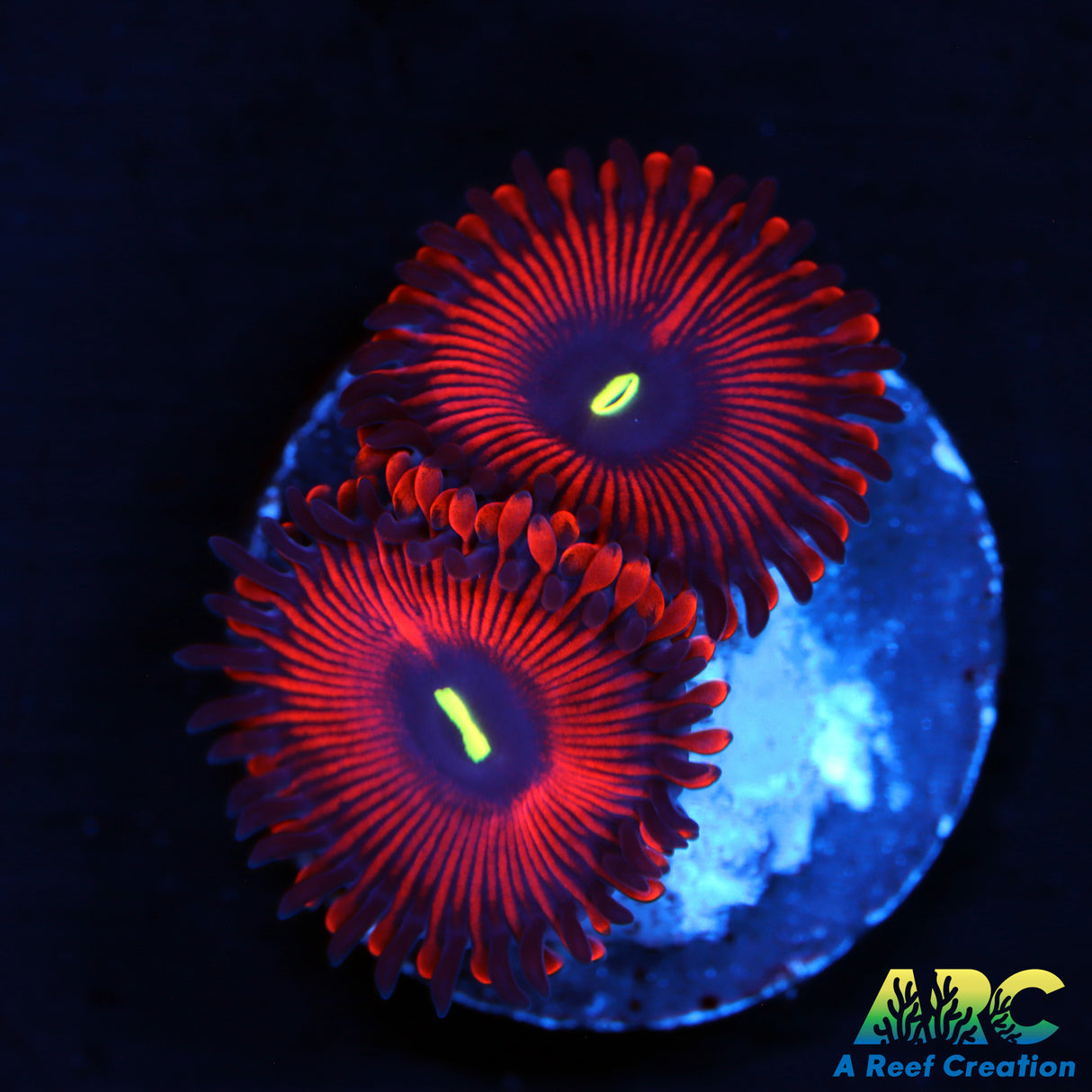 Red People Eater Zoa