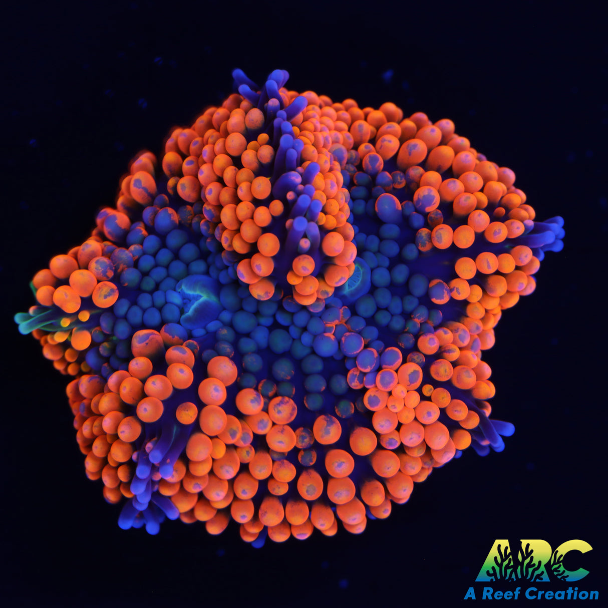 Awesome Ricordea Mushroom