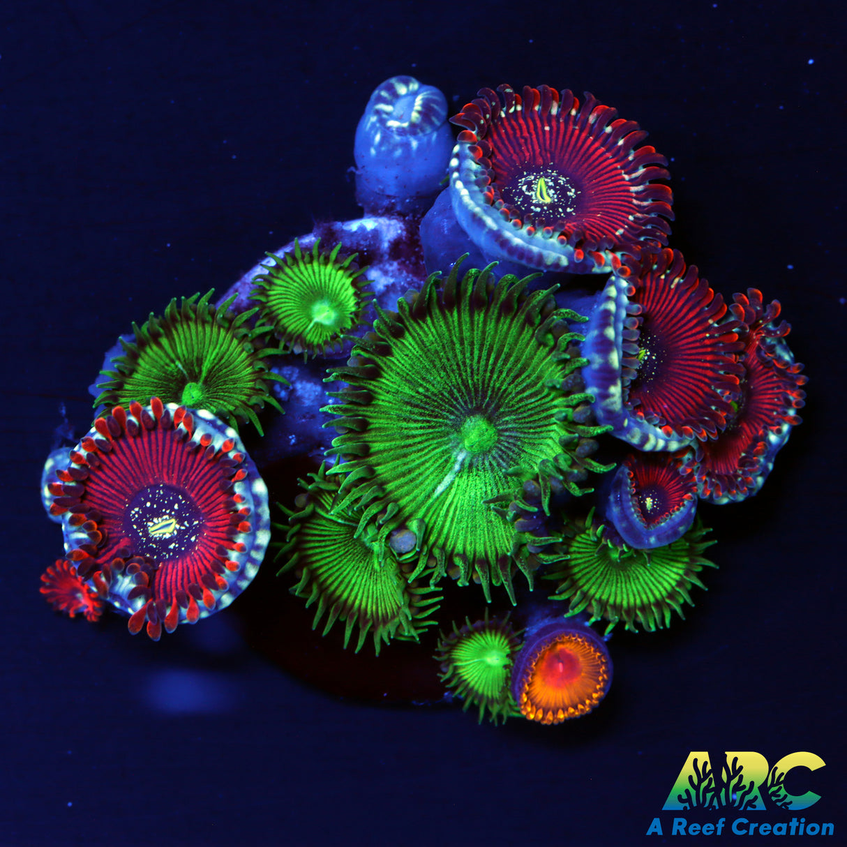 Zoa/Paly Combo