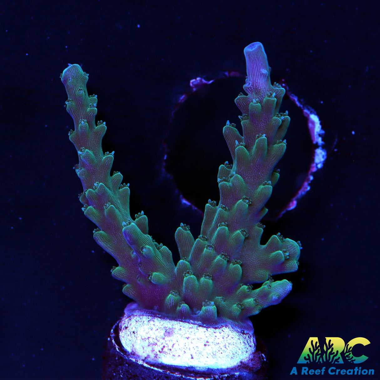 Blue Tip Stag