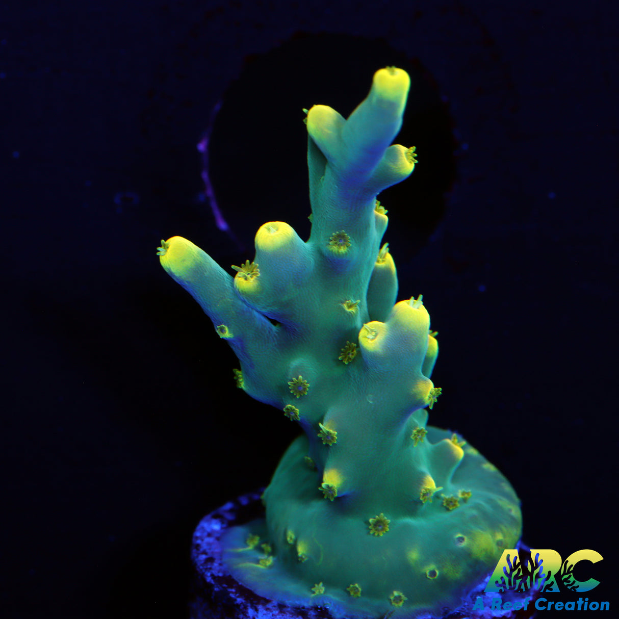 Pratt Reef Table Acro