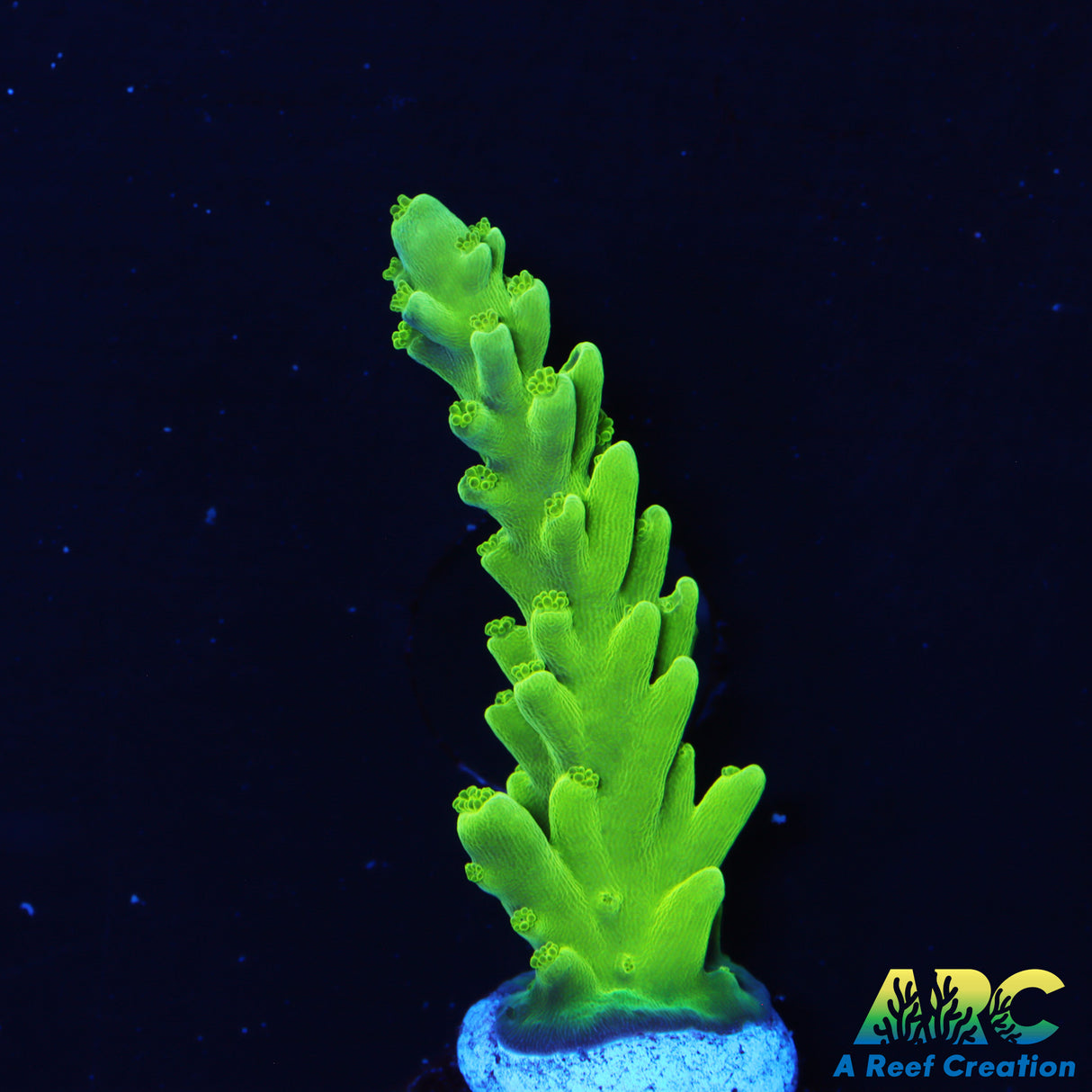 Jake Adams Acropora Florida