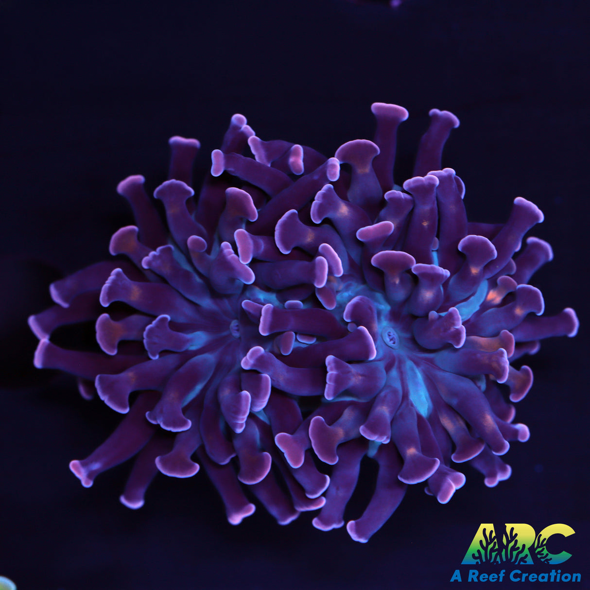ARC Purple Hammer