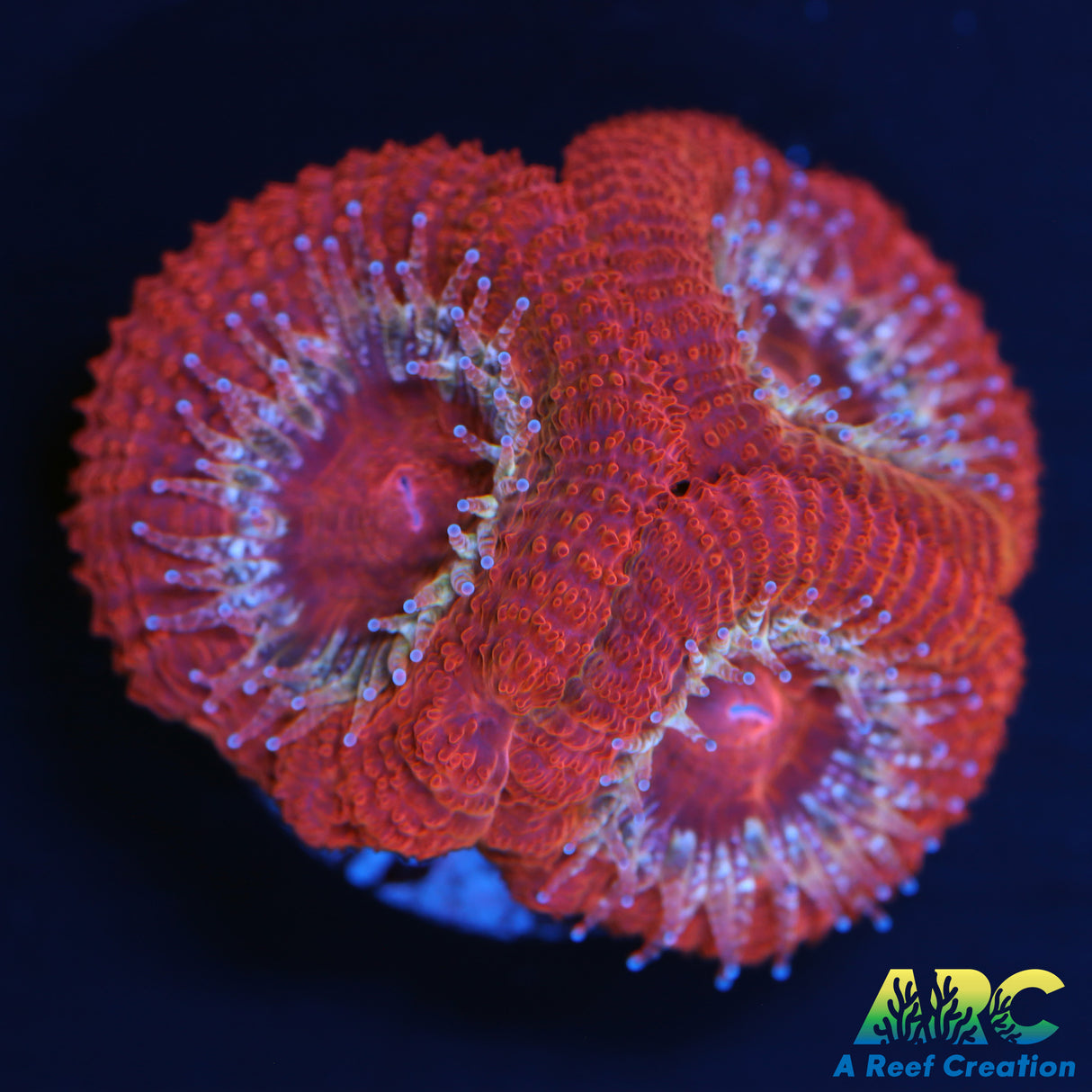 ARC Blood Orange Acan