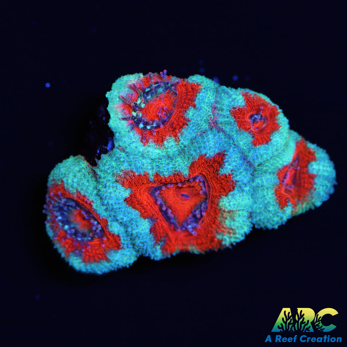 ARC Red and Teal Acan