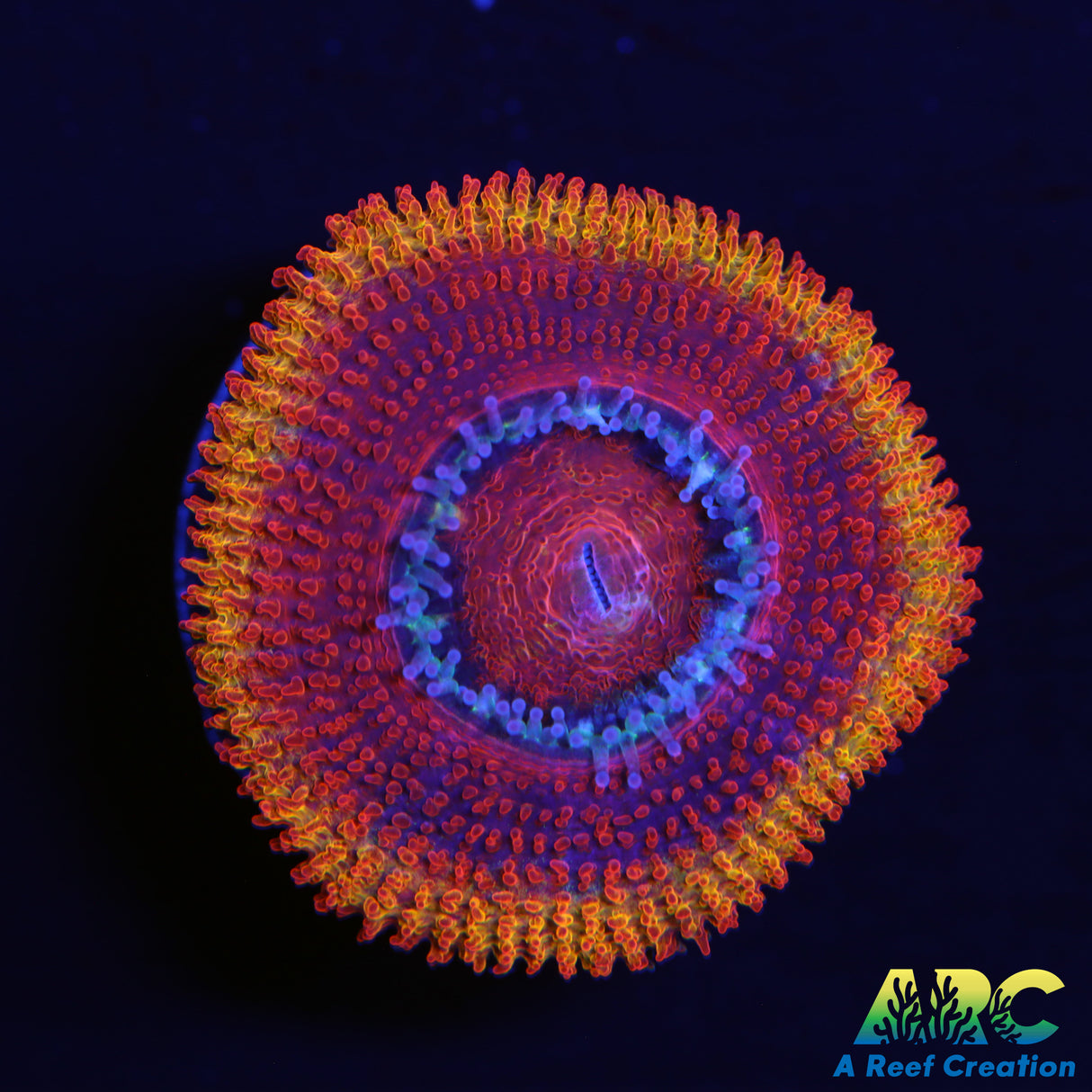 ARC Orange Ring Acan