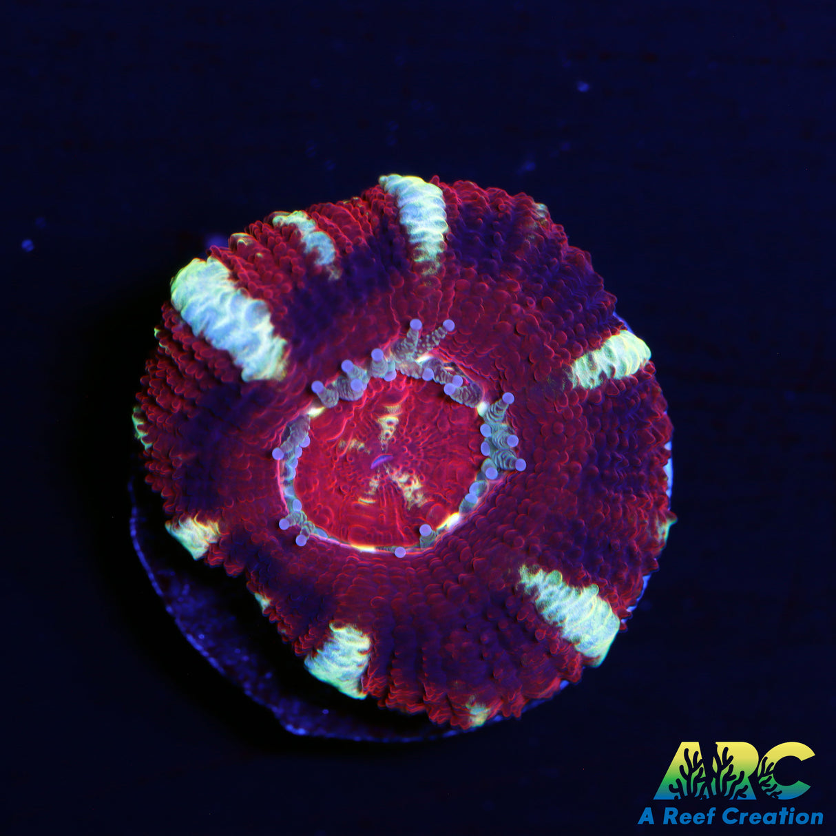 ARC Asia Acan