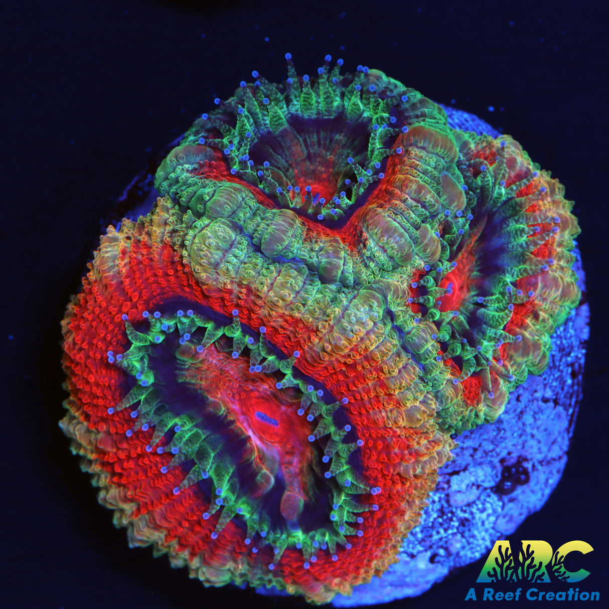 RandyO's Big Polyp Acan
