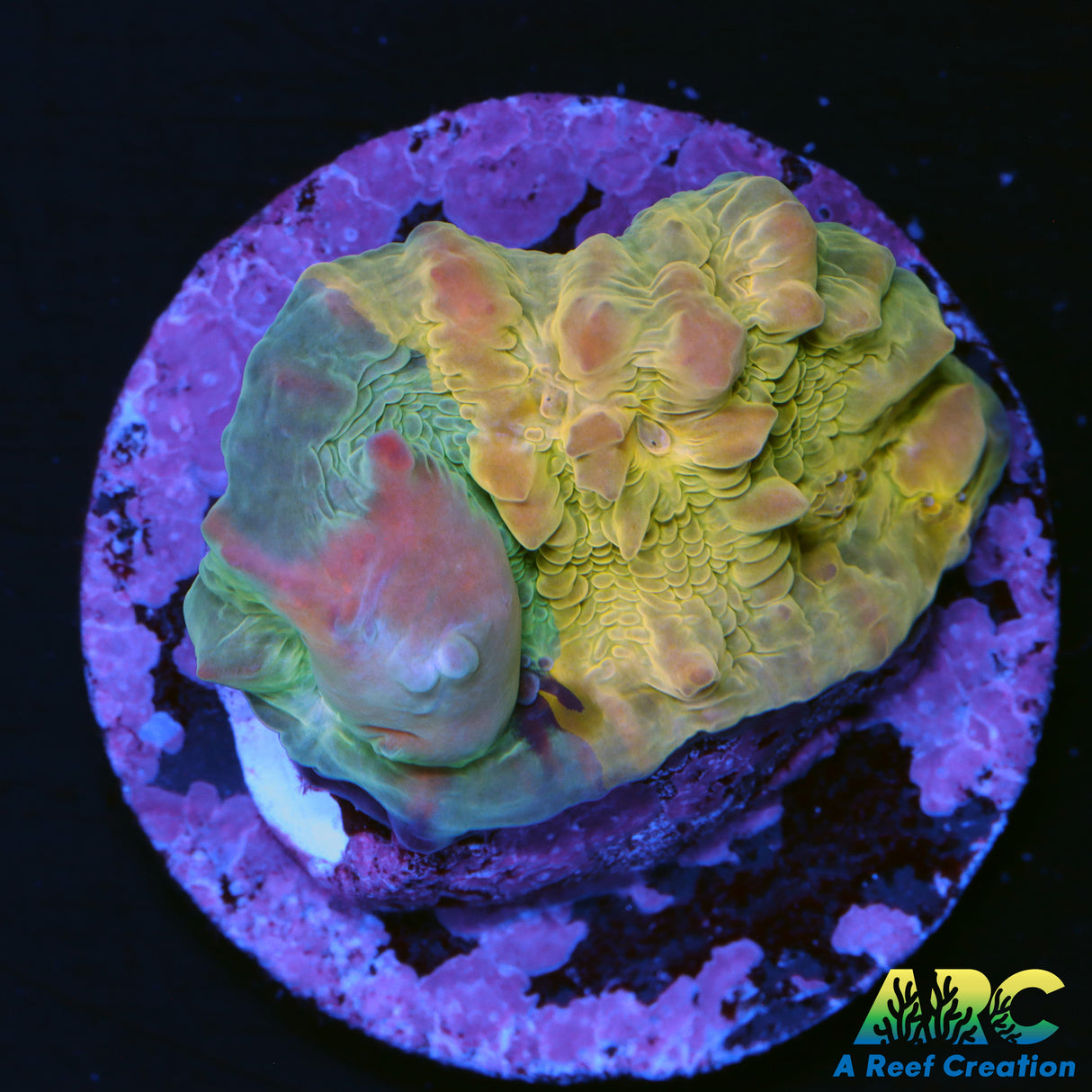 WWC Cosmic Candy Bounce Chalice
