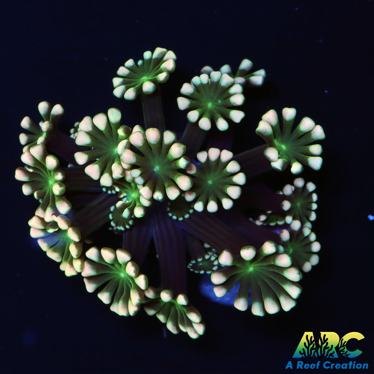Peach Alveopora
