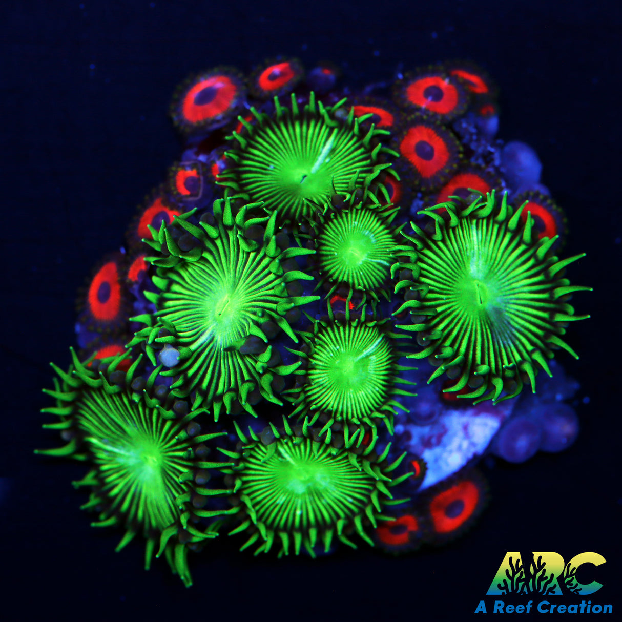 Palythoa/Zoa Mix