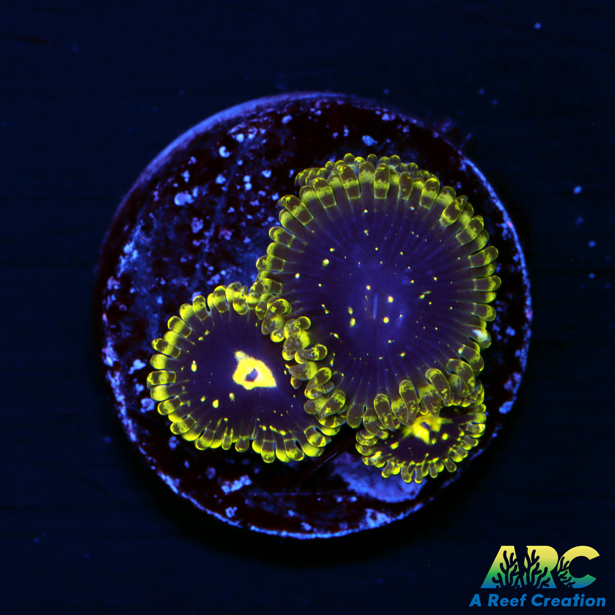 Exospheres Zoas