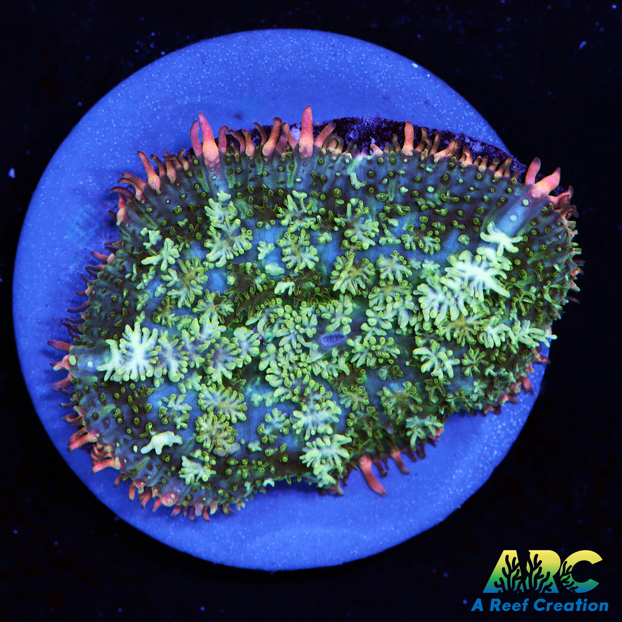 Franken type Mushroom