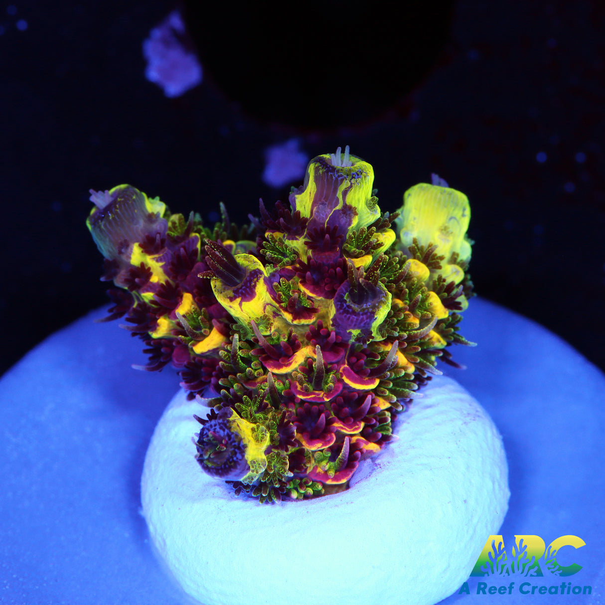 RRC Rainbow Splice Acro