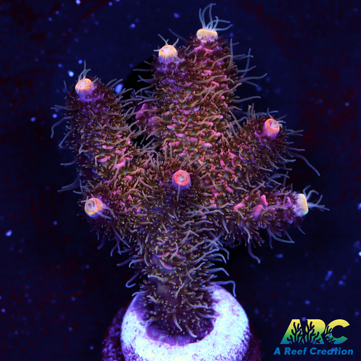 Shaggy Redwood Milli